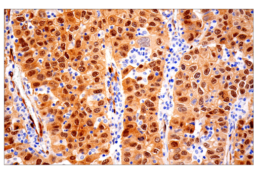 YAP/TAZ (E9M8G) Rabbit mAb (BSA and Azide Free) | Cell