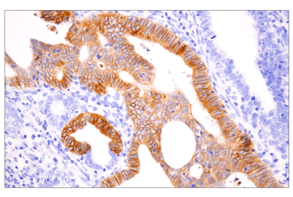 Immunohistochemistry Image 2: N-Cadherin (13A9) Mouse Monoclonal Antibody
