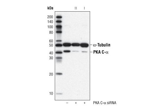 Western Blotting Image 3: PKA C-alpha Antibody