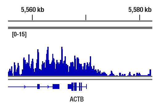 CUT & RUN Image 1: Phospho-Rpb1 CTD (Ser2/Ser5) (D1G3K) Rabbit Monoclonal Antibody