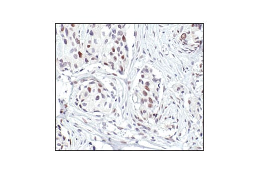 Immunohistochemistry Image 1: FosB (5G4) Rabbit Monoclonal Antibody