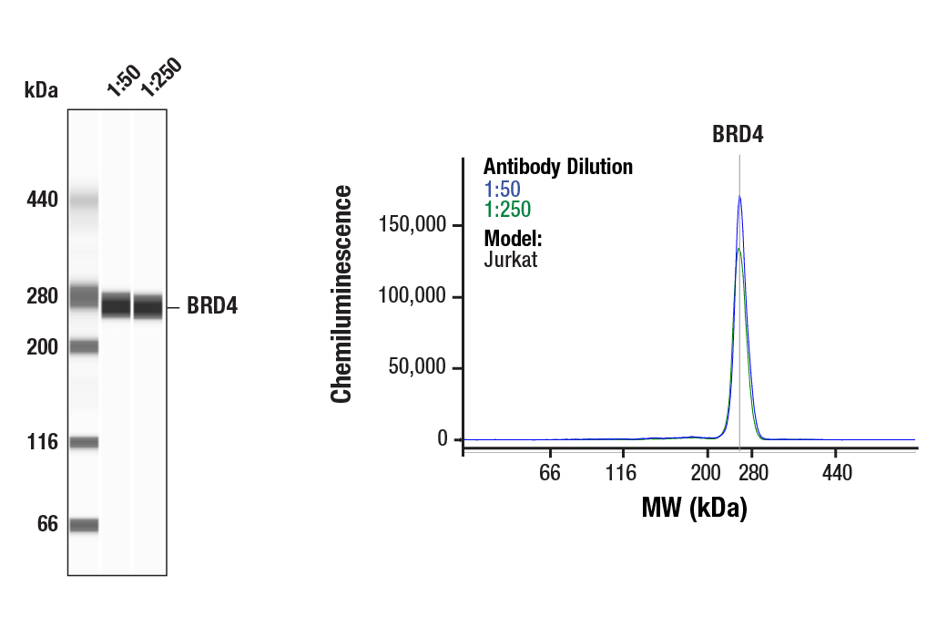 Western Blotting Image 1: BRD4 (E4X7E) Mouse mAb