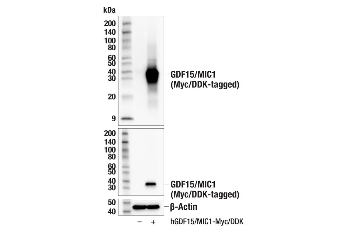 Western Blotting Image 2: GDF15/MIC1 (E5Q8Q) Rabbit Monoclonal Antibody