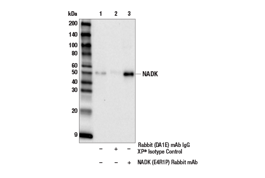 Immunoprecipitation Image 1: NADK (E4R1P) Rabbit Monoclonal Antibody