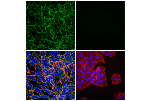Immunofluorescence Image 1: MCT1/SLC16A1 (E7A2K) Rabbit Monoclonal Antibody (BSA and Azide Free)