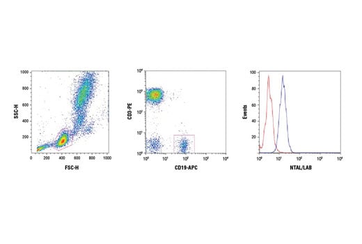 Flow Cytometry Image 1: NTAL/LAB (D7I2B) Rabbit Monoclonal Antibody (BSA and Azide Free)