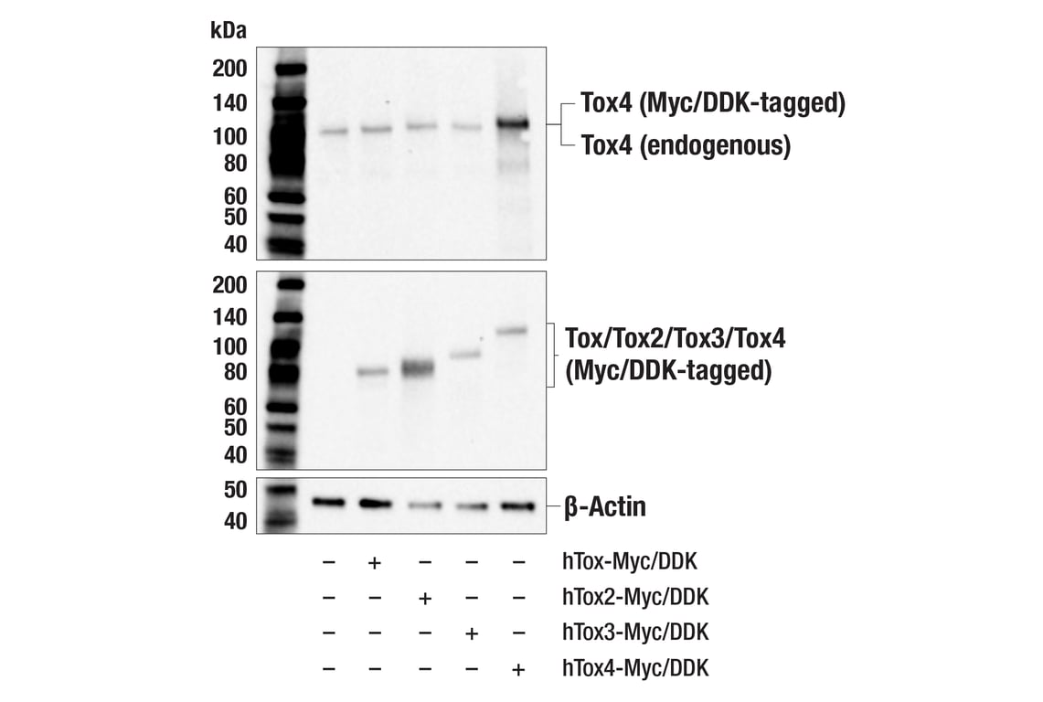Western Blotting Image 2: Tox4 (E9U3L) Rabbit Monoclonal Antibody