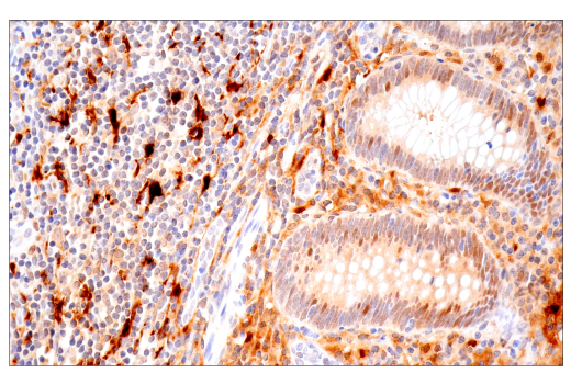 Immunohistochemistry Image 7: IL-18 (E3G8R) Rabbit Monoclonal Antibody (BSA and Azide Free)