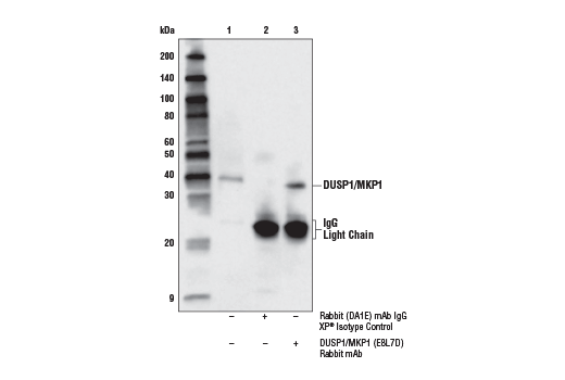 Immunoprecipitation Image 1: DUSP1/MKP1 (E8L7D) Rabbit Monoclonal Antibody
