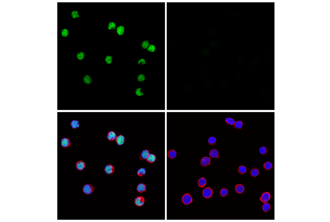 Immunofluorescence Image 1: EBF1 (E2I3Q) Rabbit Monoclonal Antibody (BSA and Azide Free)