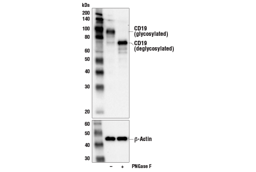 Western Blotting Image 2: CD19 (Intracellular Domain) (D4V4B) Rabbit Monoclonal Antibody (BSA and Azide Free)