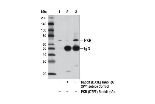 Immunoprecipitation Image 1: PKR (D7F7) Rabbit Monoclonal Antibody