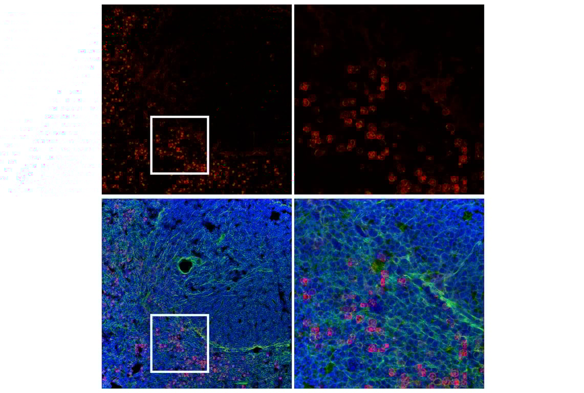 Immunofluorescence Image 2: CD11b/ITGAM (E6E1M) Rabbit Monoclonal Antibody