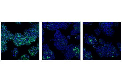 Immunofluorescence Image 1: cdc2 (POH1) Mouse Monoclonal Antibody (BSA and Azide Free)