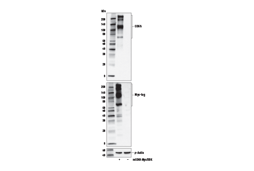 Western Blotting Image 2: CD68 (E3O7V) Rabbit Monoclonal Antibody
