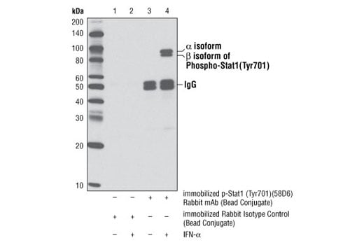 Immunoprecipitation Image 1: Phospho-Stat1 (Tyr701) (58D6) Rabbit mAb (Sepharose<sup>®</sup> Bead Conjugate)