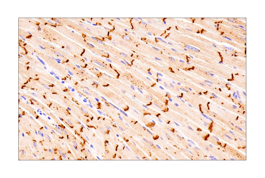 Immunohistochemistry Image 13: Connexin 43 (E7N2R) XP<sup>®</sup> Rabbit mAb (BSA and Azide Free)