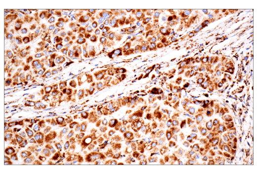 Immunohistochemistry Image 2: TSPO (D1N7Z) Rabbit Monoclonal Antibody