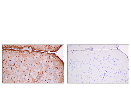 Immunohistochemistry Image 3: AQP4 (D1F8E) Rabbit Monoclonal Antibody