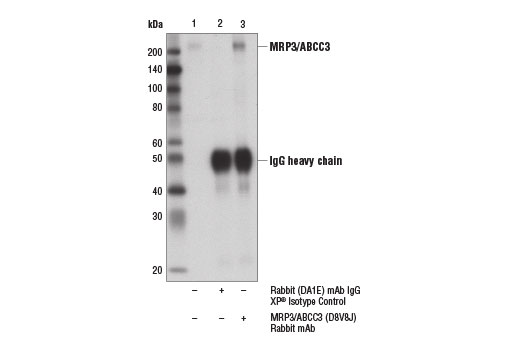 Immunoprecipitation Image 1: MRP3/ABCC3 (D8V8J) Rabbit Monoclonal Antibody
