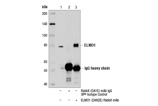 Immunoprecipitation Image 1: ELMO1 (D4K2E) Rabbit Monoclonal Antibody
