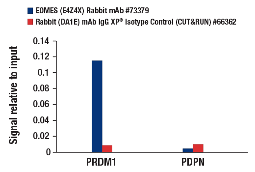 CUT & RUN Image 3: EOMES (E4Z4X) Rabbit Monoclonal Antibody