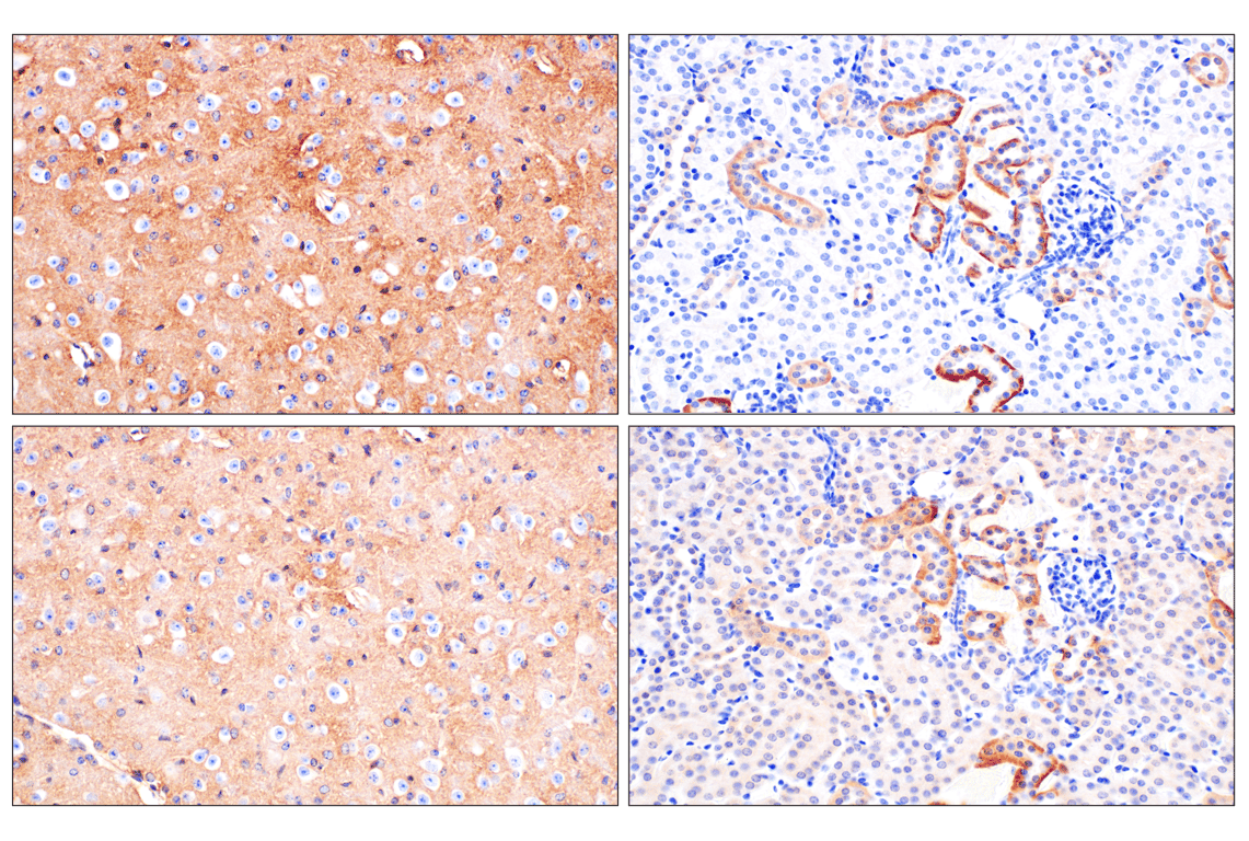 Immunohistochemistry Image 1: Kir4.1 (F5Z2T) Rabbit Monoclonal Antibody