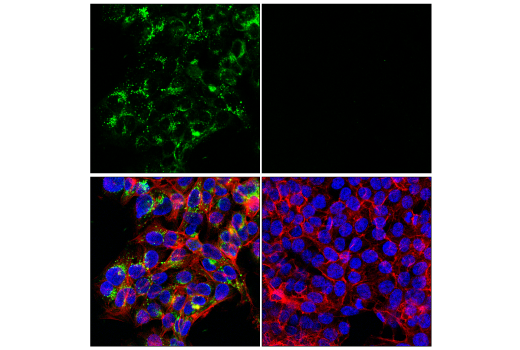 Immunofluorescence Image 1: ApoE (pan) (E8C2U) Mouse Monoclonal Antibody