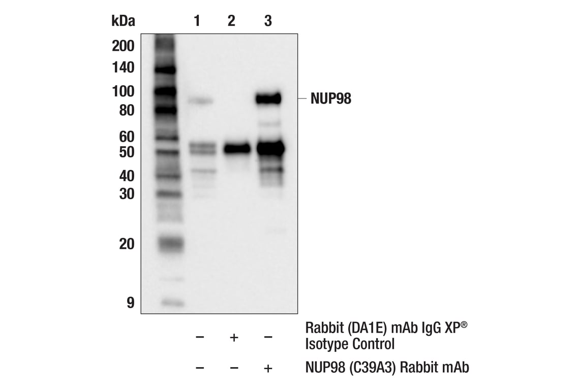 NUP98 (C39A3) Rabbit mAb | Cell Signaling Technology