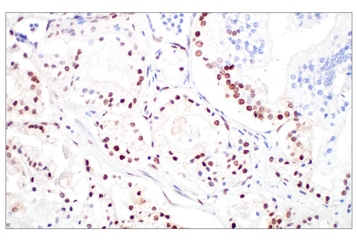 Immunohistochemistry Image 3: c-Fos (E2I7R) Rabbit Monoclonal Antibody