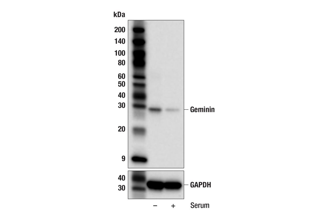 Western Blotting Image 2: Geminin (F9T4M) Rabbit Monoclonal Antibody