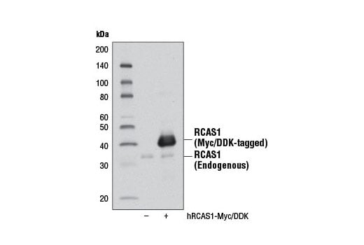 Western Blotting Image 2: RCAS1 (D2B6N) Rabbit Monoclonal Antibody (BSA and Azide Free)