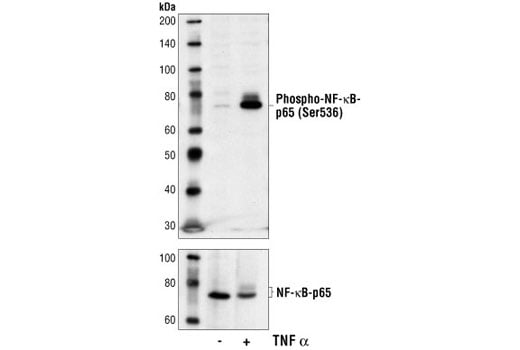 Phospho-NF-κB p65 (Ser536) (7F1) Mouse mAb (BSA and Azide Free) | Cell  Signaling Technology