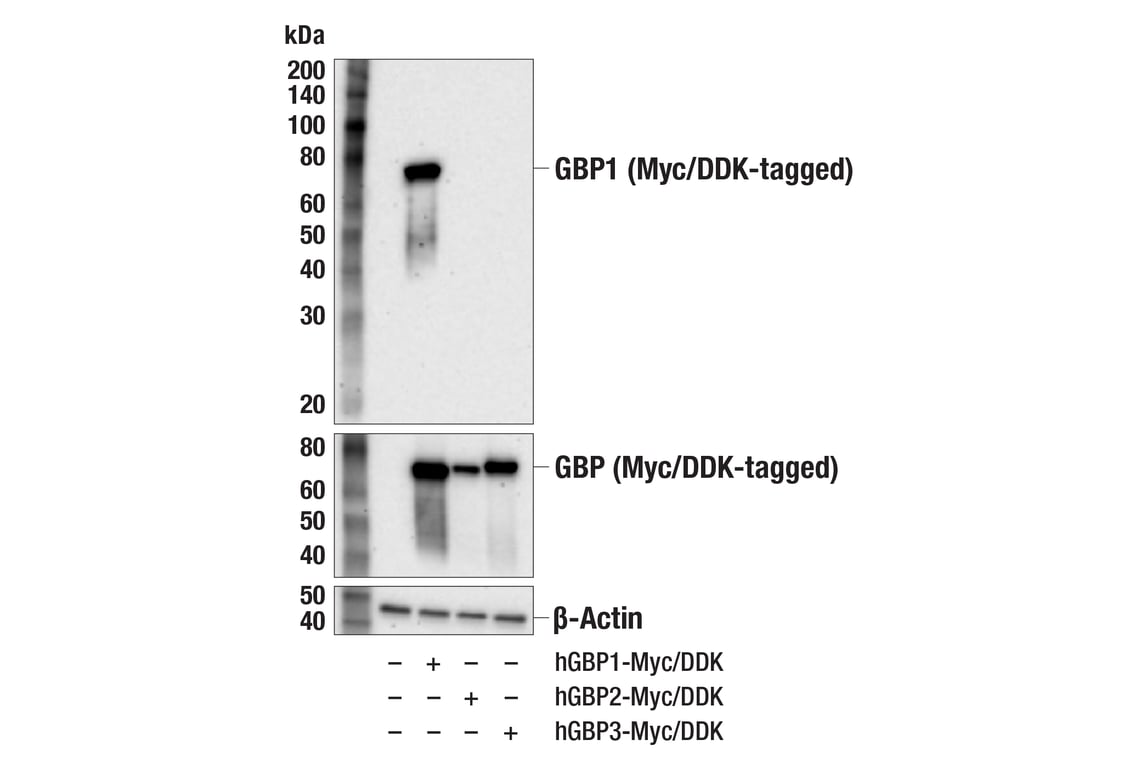 Western Blotting Image 2: GBP1 (F4Y1Y) Rabbit Monoclonal Antibody