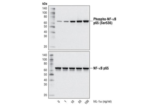 undefined Image 3: Human Interleukin-1α (hIL-1α)