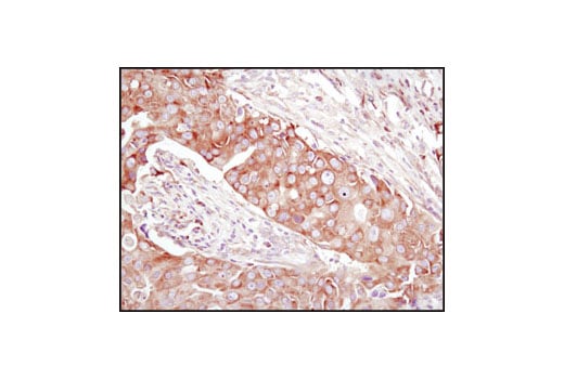 Immunohistochemistry Image 2: eIF4GI Antibody