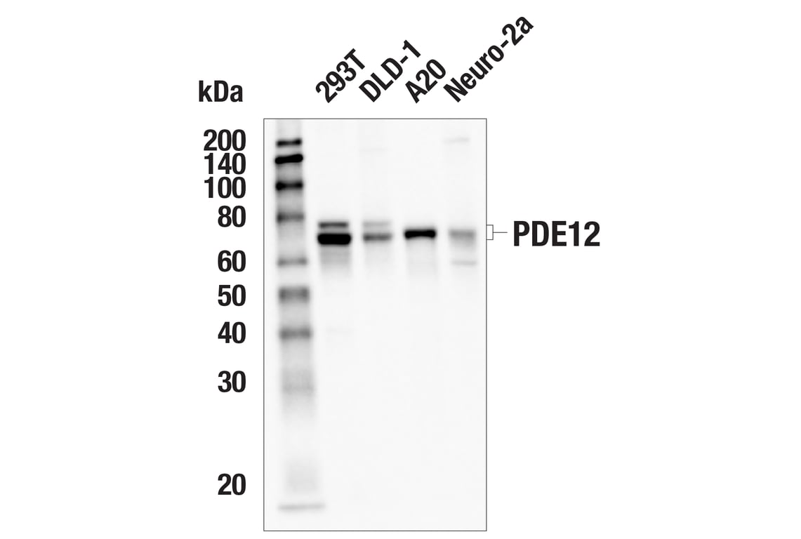Western Blotting Image 2: PDE12 (E2V7J) Rabbit Monoclonal Antibody