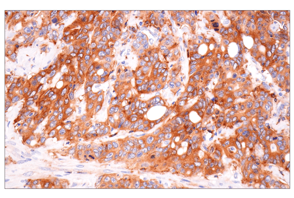 Immunohistochemistry Image 3: SPAK (F7T1K) Rabbit Monoclonal Antibody