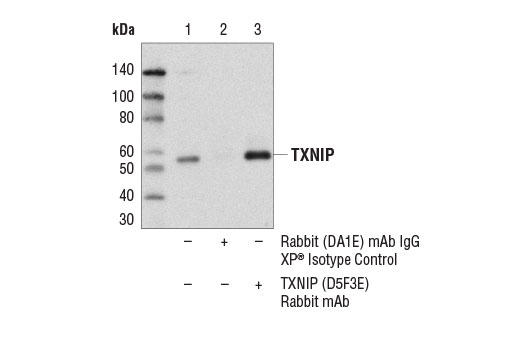 Immunoprecipitation Image 1: TXNIP (D5F3E) Rabbit Monoclonal Antibody