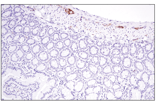 Immunohistochemistry Image 4: Tyrosine Hydroxylase (E2L6M) Rabbit Monoclonal Antibody (BSA and Azide Free)