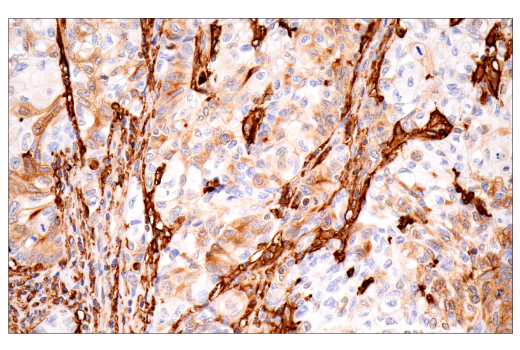 Immunohistochemistry Image 3: p22phox (E7Y1F) Rabbit Monoclonal Antibody (BSA and Azide Free)