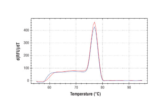 Chromatin Immunoprecipitation Image 2: SimpleChIP<sup>®</sup> Mouse SLA2 Promoter Primers