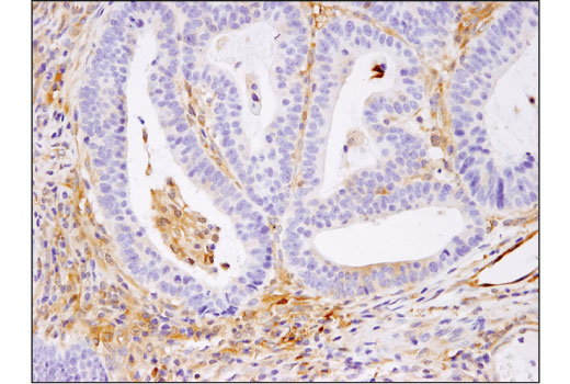 Immunohistochemistry Image 1: RelB (D7D7W) Rabbit Monoclonal Antibody