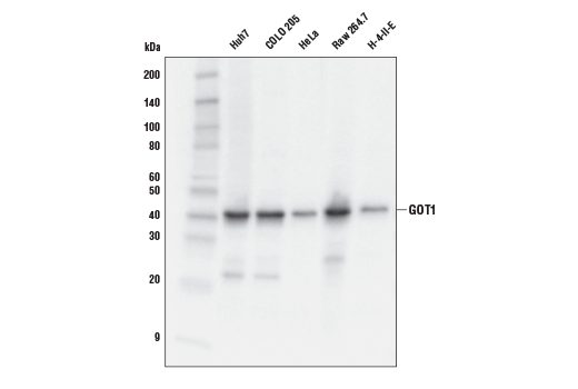Applications for Glutathione Metabolism/Ferroptosis Antibody Sampler Kit |  Cell Signaling Technology