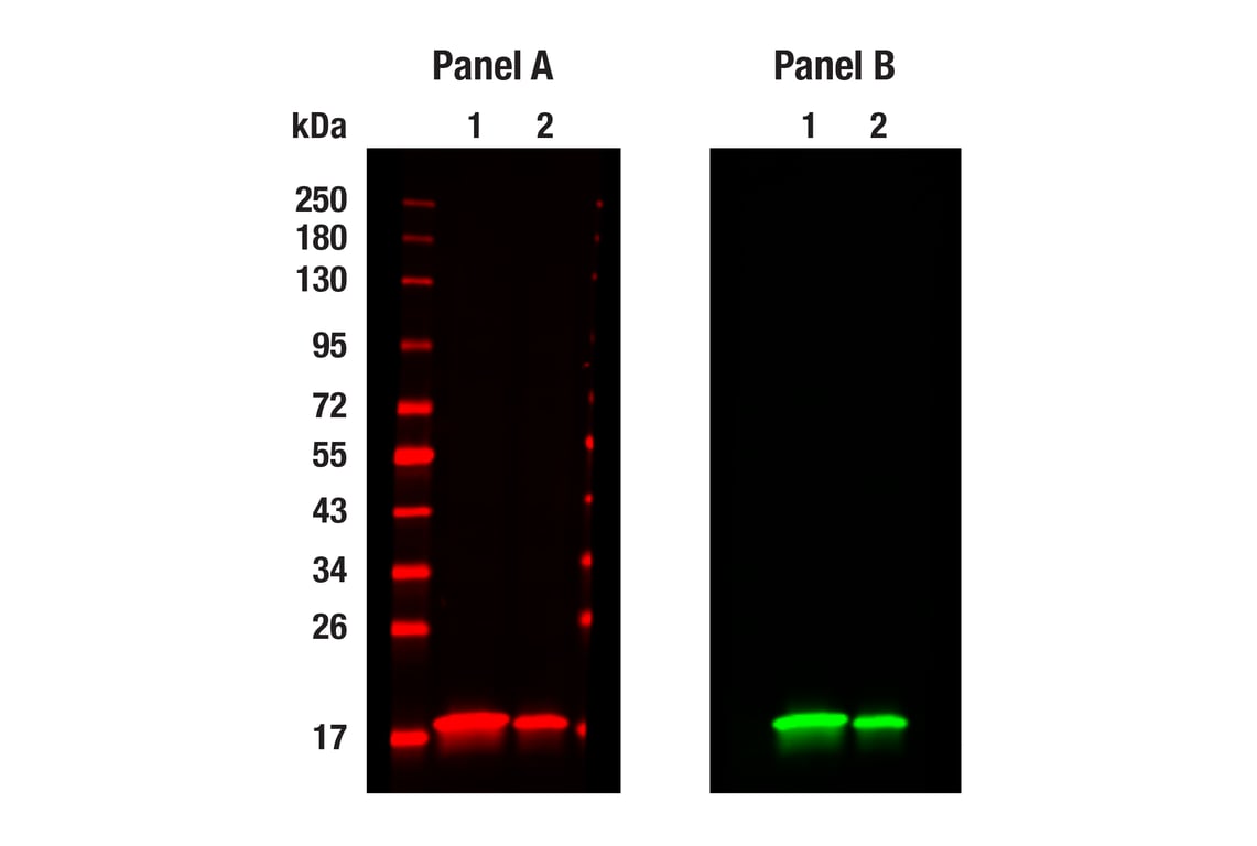 undefined Image 49: Electron Transport Chain (Complex II, III, IV) Antibody Sampler Kit