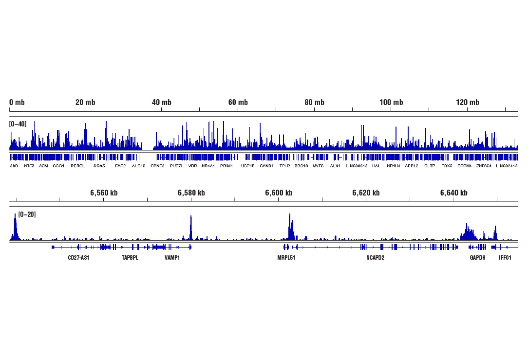 CUT & RUN Image 2: Rpb1 CTD (4H8) Mouse Monoclonal Antibody