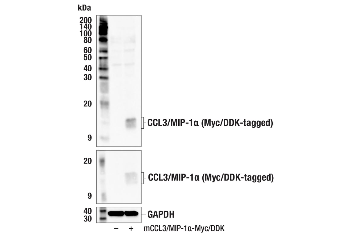 Western Blotting Image 2: CCL3/MIP-1 alpha (F2M8Q) Rabbit Monoclonal Antibody