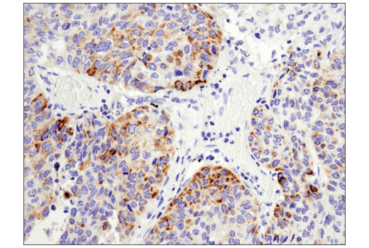 Immunohistochemistry Image 4: Arginase-2 (D9J1N) Rabbit Monoclonal Antibody