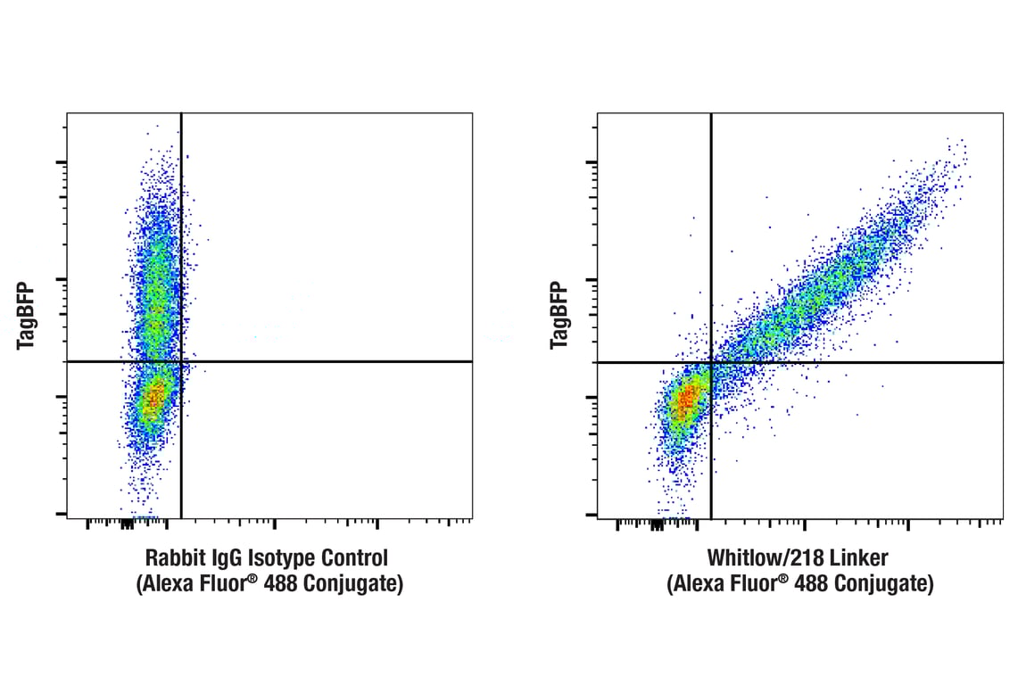 Flow Cytometry Image 2: Whitlow/218 Linker (E3U7Q) Rabbit Monoclonal Antibody (Alexa Fluor<sup>®</sup> 488 Conjugate)