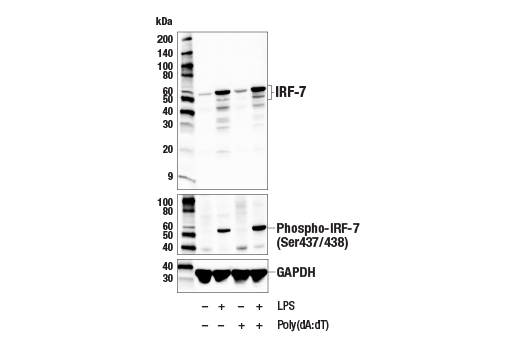 Western Blotting Image 2: IRF-7 (E8I2L) Rabbit Monoclonal Antibody